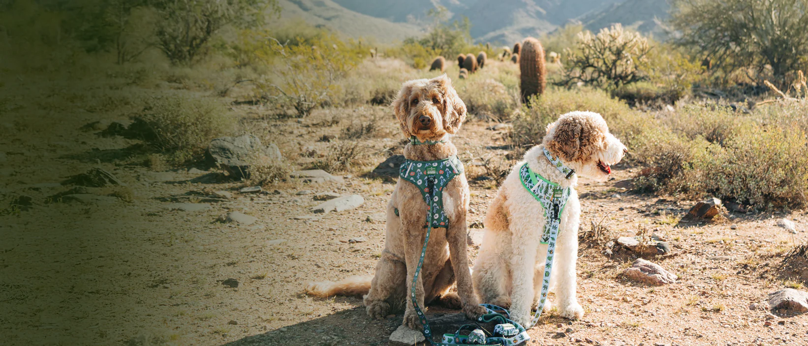 Style for You and Your Pet