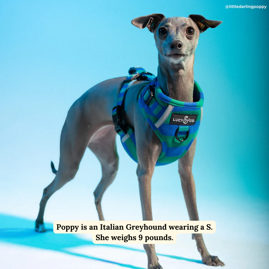 Beach Club No-Pull Harness - Image 3