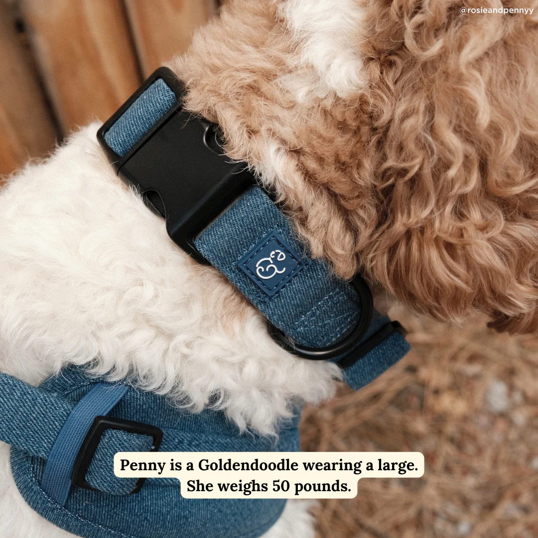 Blue Jeans Collar - Image 2