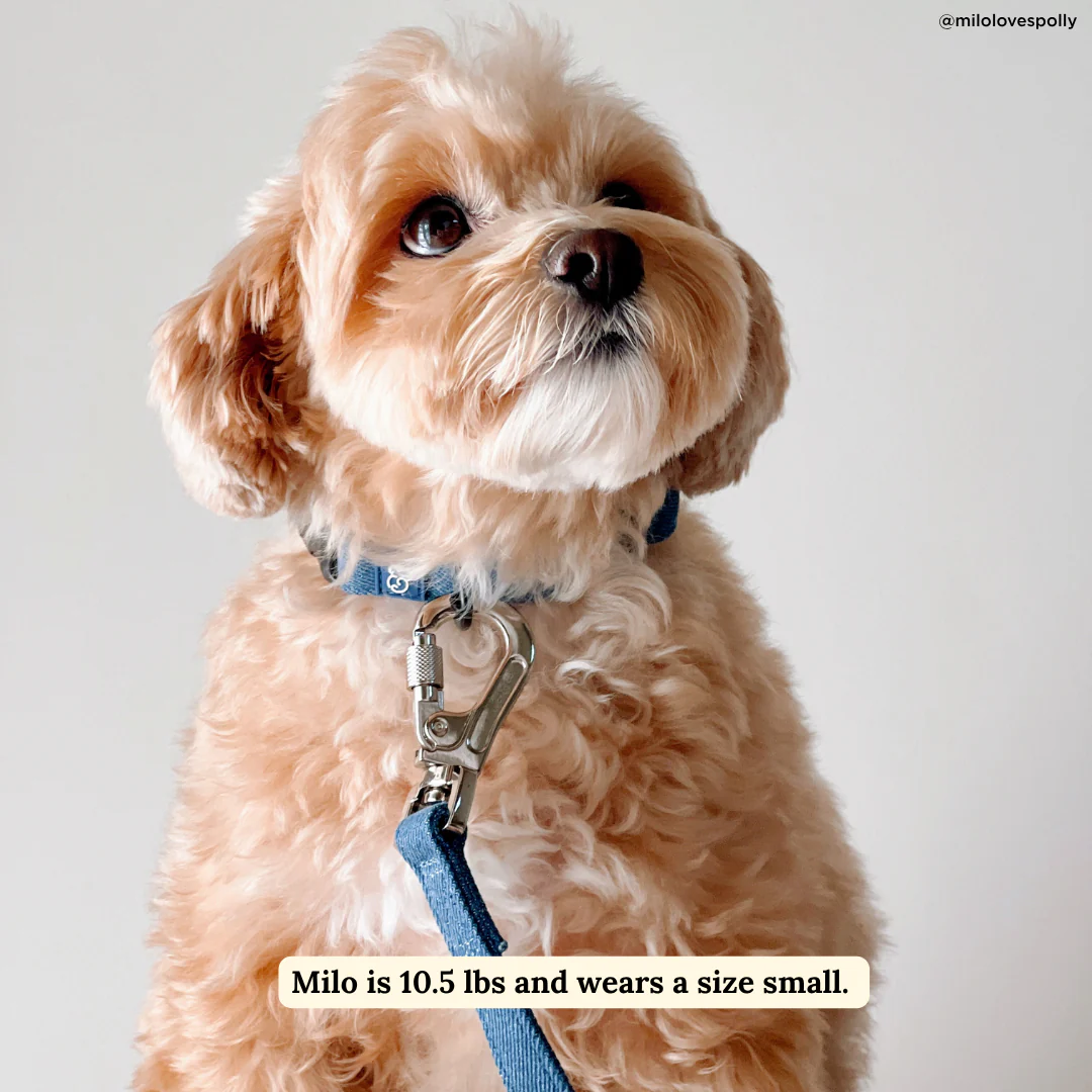 Blue Jeans Collar - Image 3