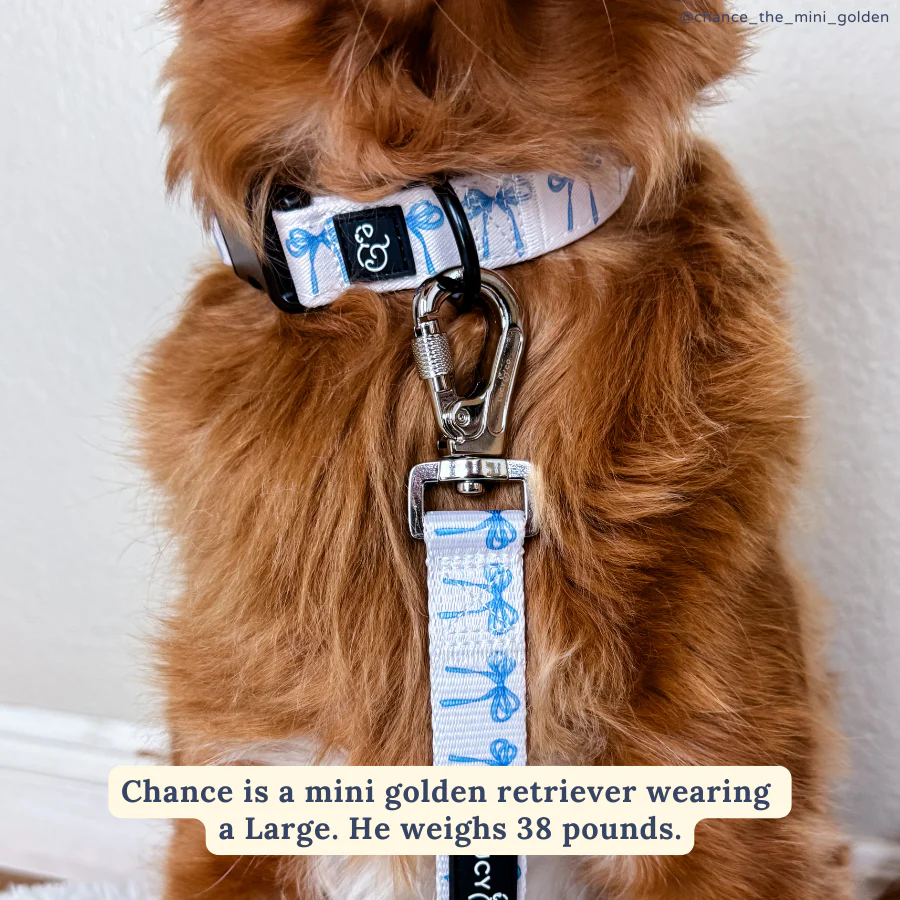 Bowwow Wow! Collar - Image 3