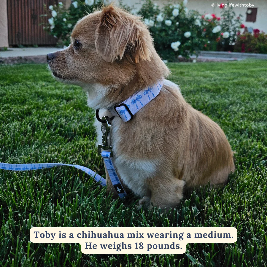 Bowwow Wow! Collar - Image 5