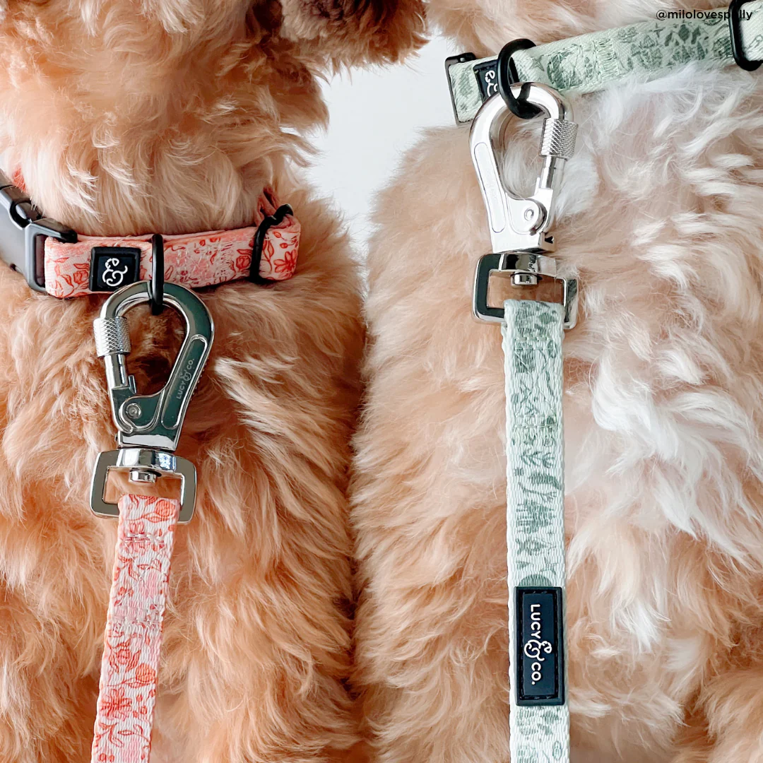 Camp Out Collar - Image 3
