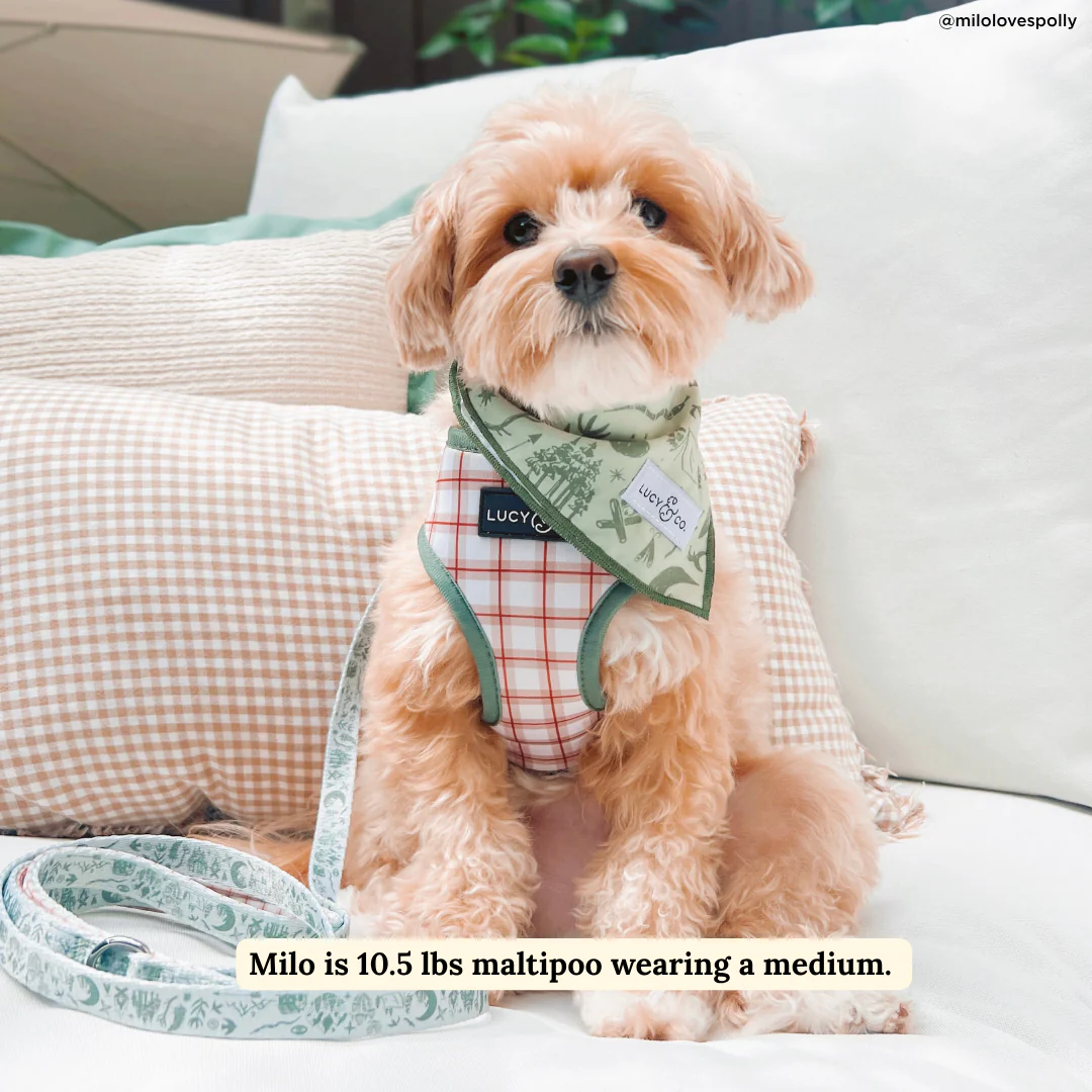 Camp Out Leash - Image 3