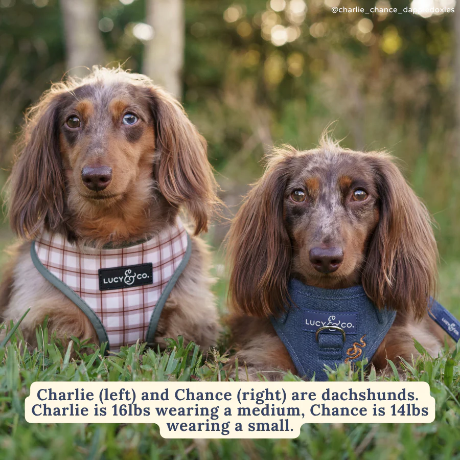 Camp Out Reversible Harness - Image 5