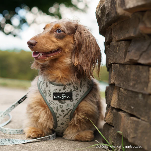 Camp Out Reversible Harness - Image 6