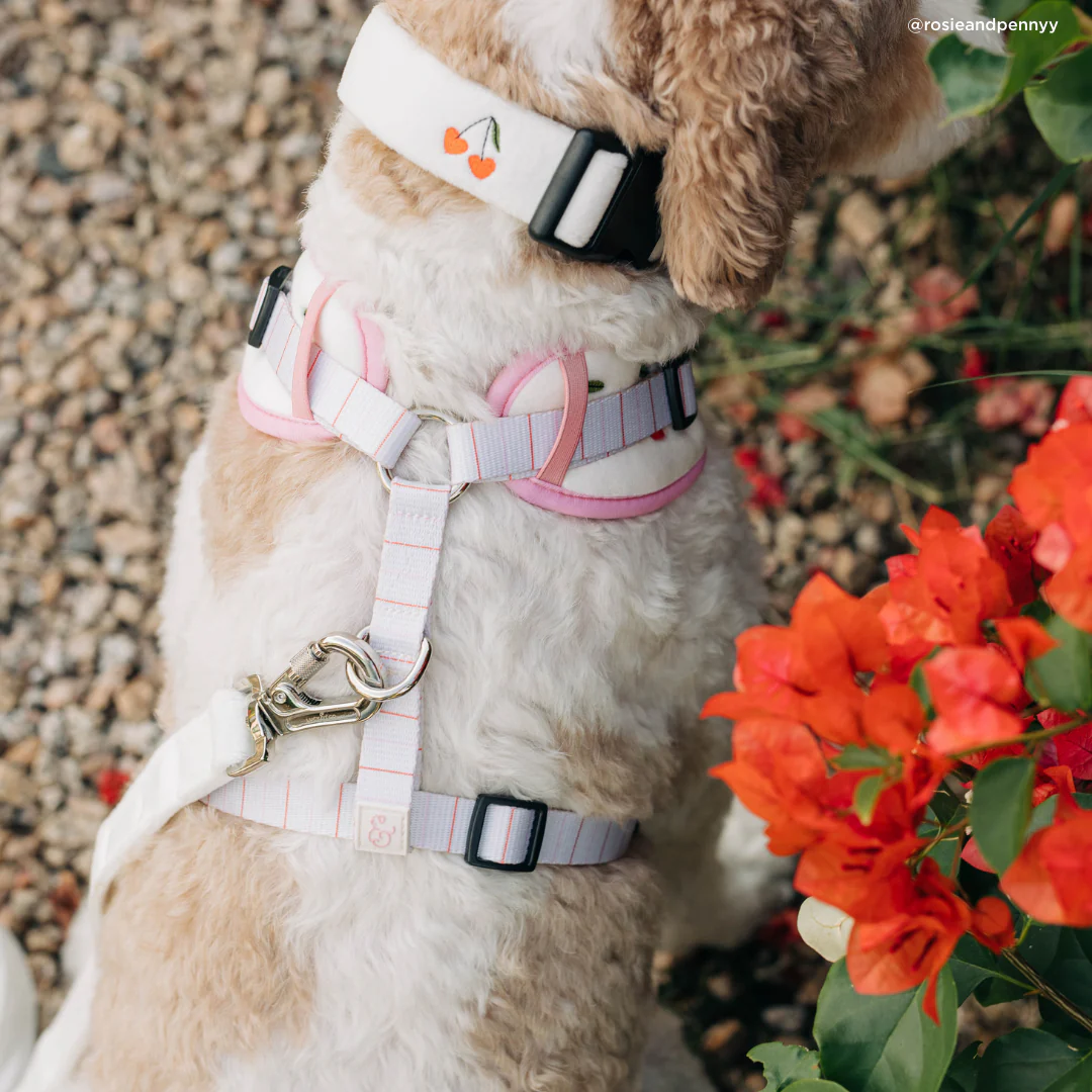 Cherry Cute Collar - Image 3