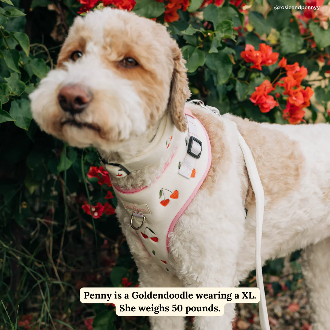Soft White Velour Leash - Image 4