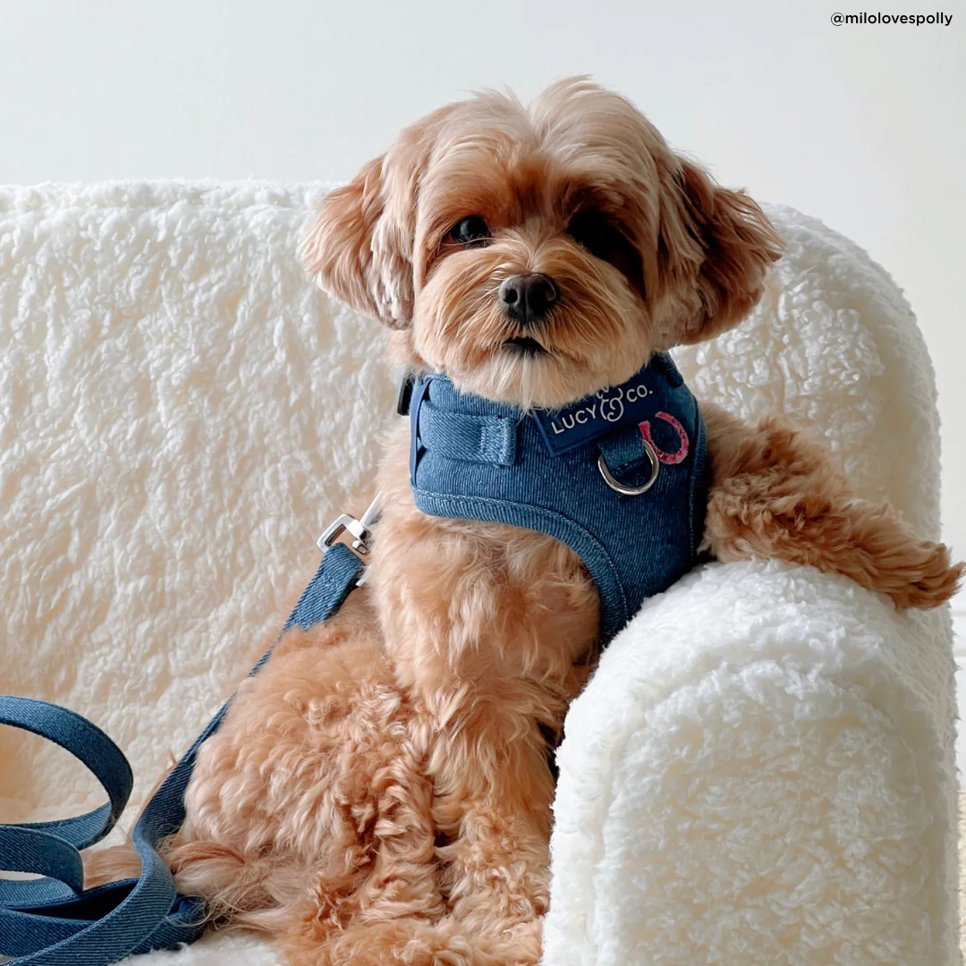 Cute to Boot No-Pull Harness - Image 10