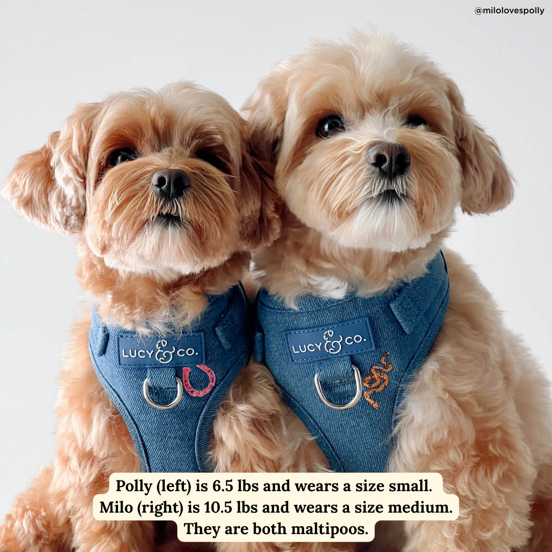 Cute to Boot No-Pull Harness - Image 4