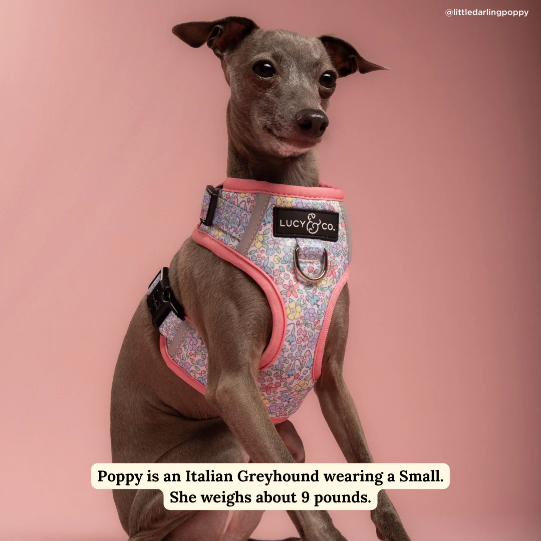 Ditsy Daydream No-Pull Harness - Image 3