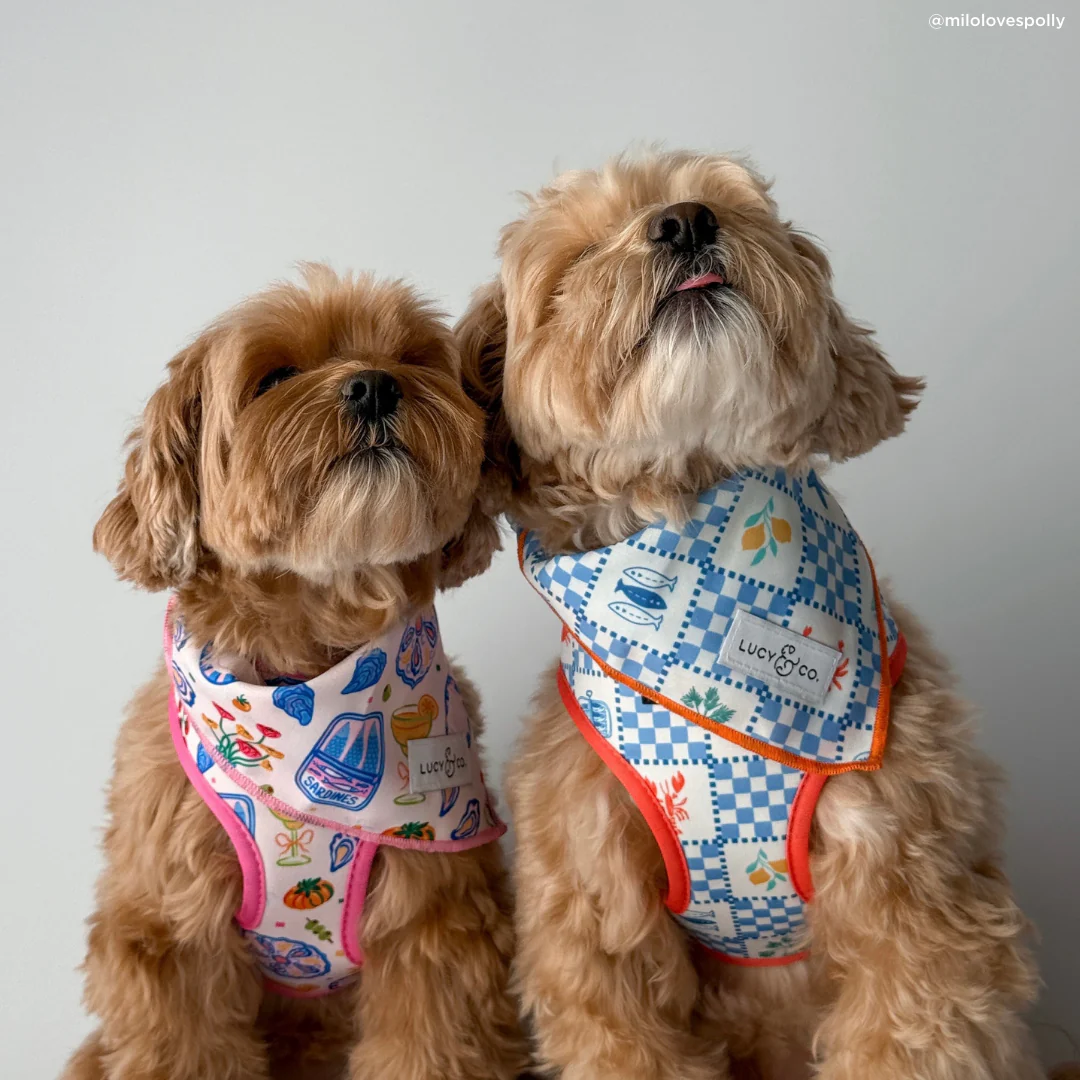 Dolce Vita Bandana - Image 5