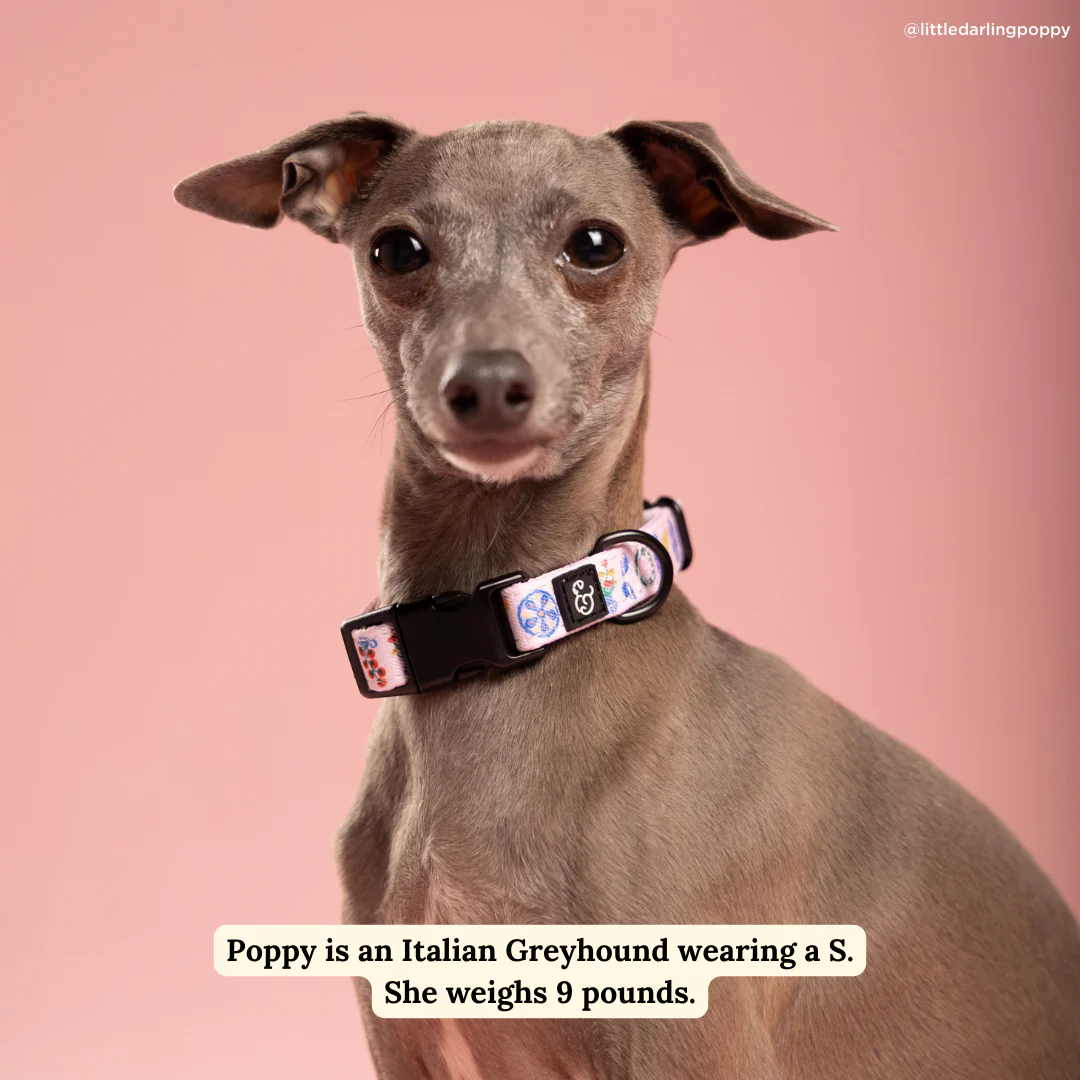 Dolce Vita Collar - Image 3