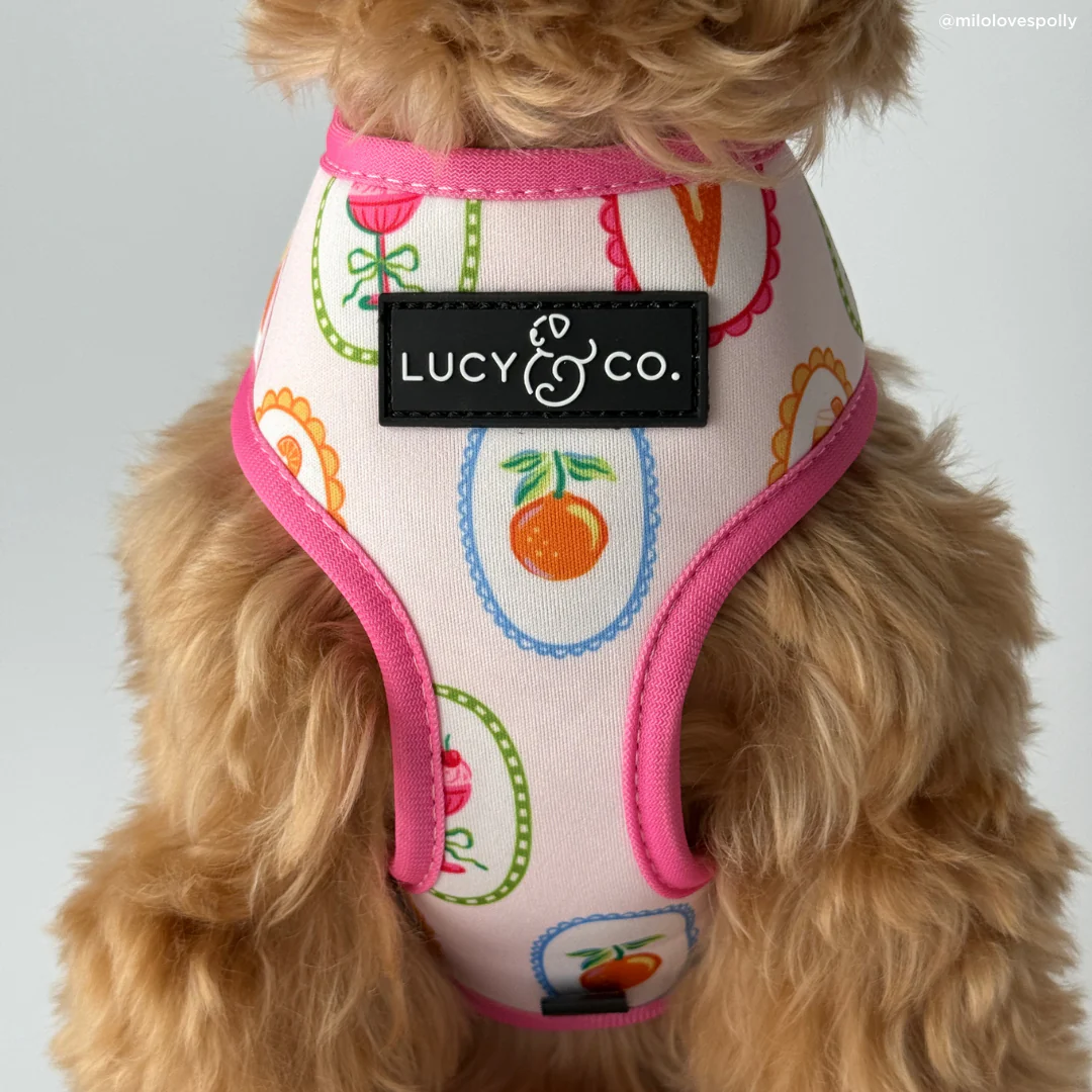 Dolce Vita Reversible Harness - Image 4