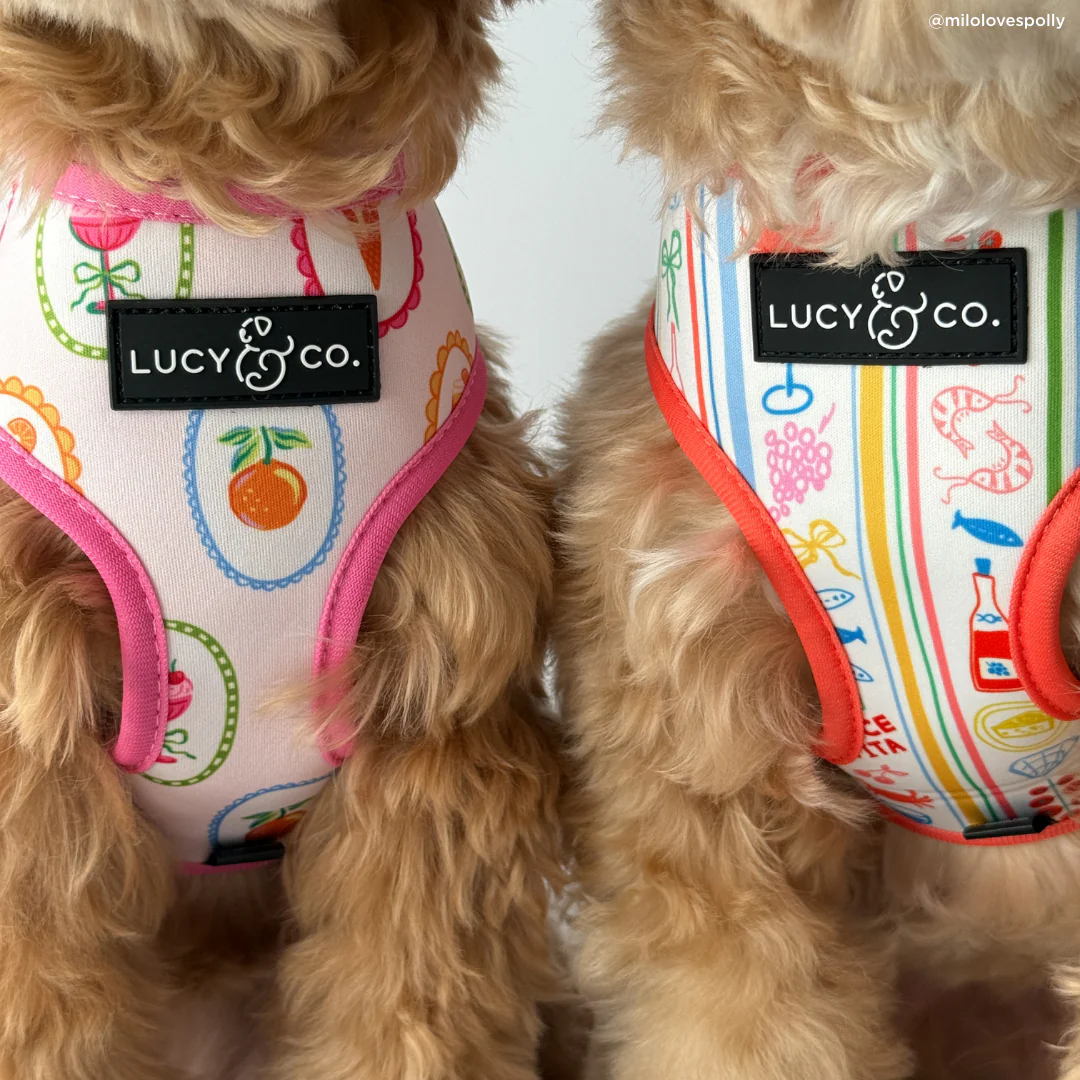 Dolce Vita Reversible Harness - Image 7