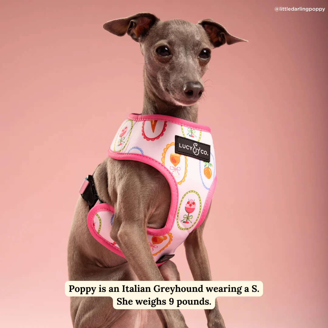 Dolce Vita Reversible Harness - Image 8