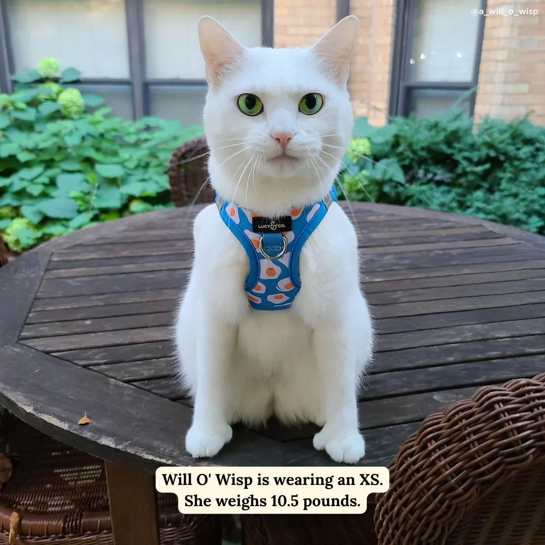Eggcellent Step-in Cat Harness - Image 2