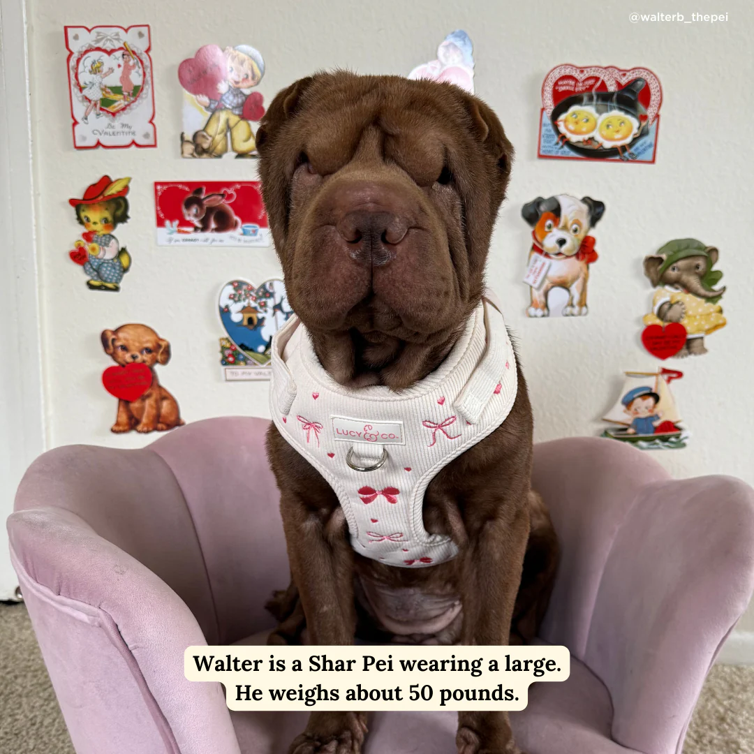 Ever So Sweet No-Pull Harness - Image 3