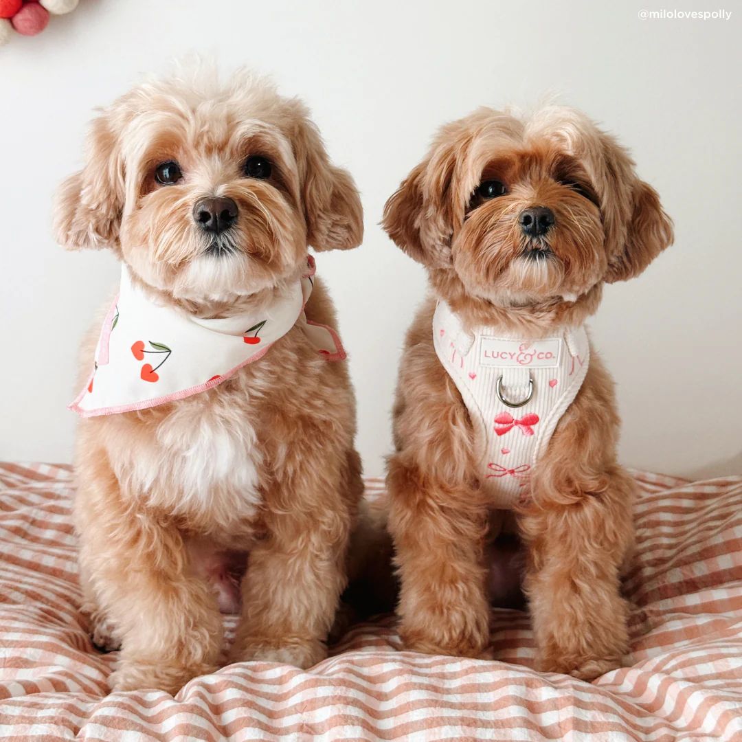Ever So Sweet No-Pull Harness - Image 8