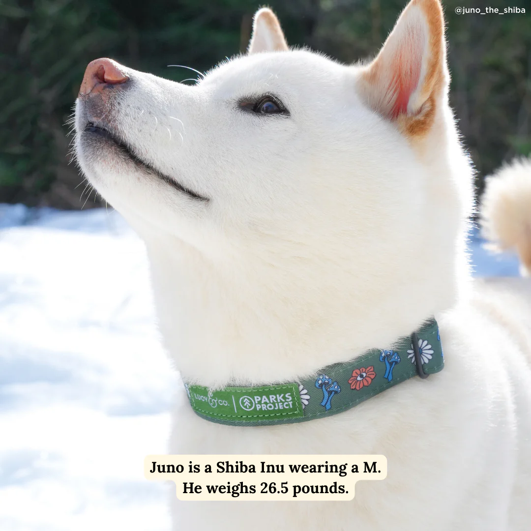 Lucy & Co. x Parks Project Power to the Parks Collar - Image 2