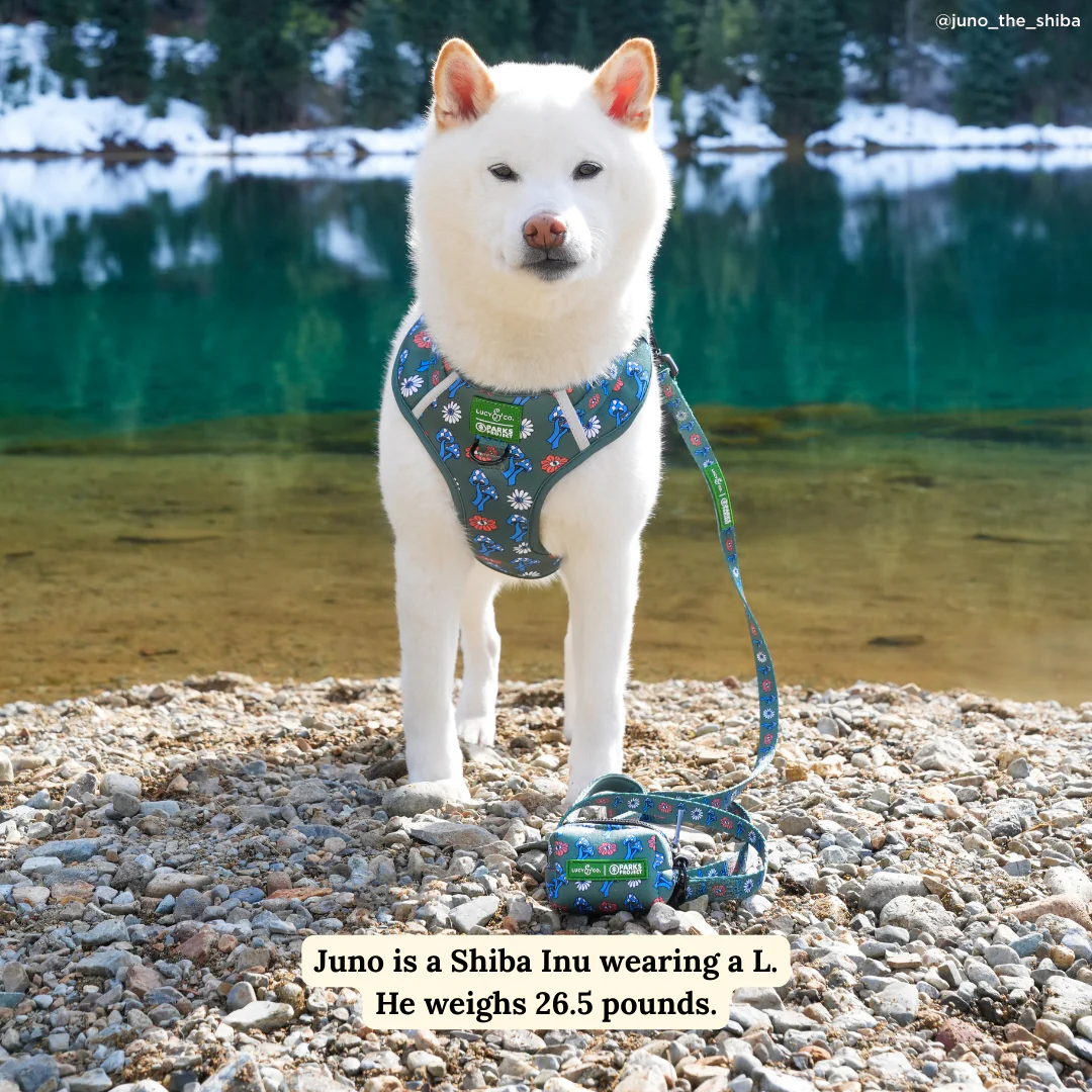 Lucy & Co. x Parks Project Power to the Parks No-Pull Harness - Image 3