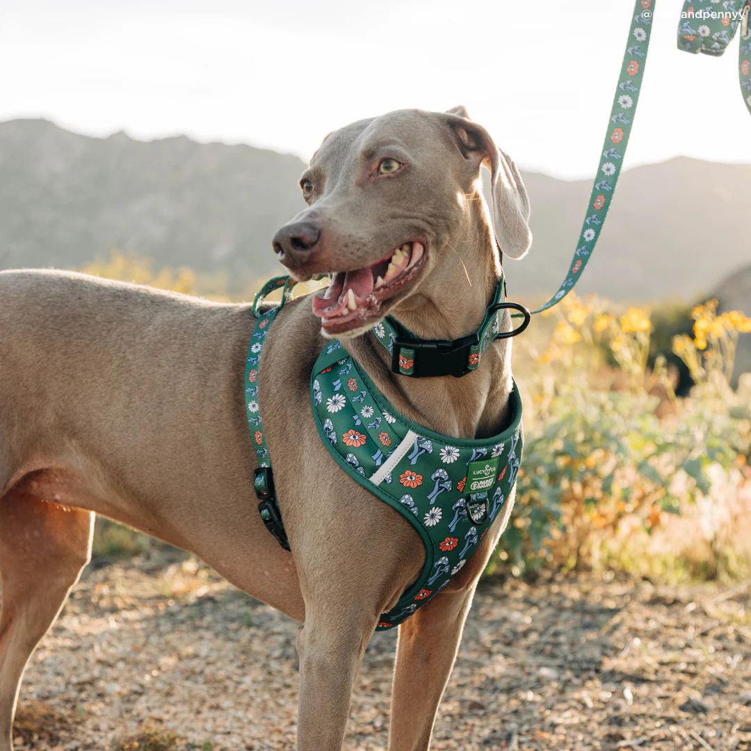 Lucy & Co. x Parks Project Power to the Parks No-Pull Harness - Image 8