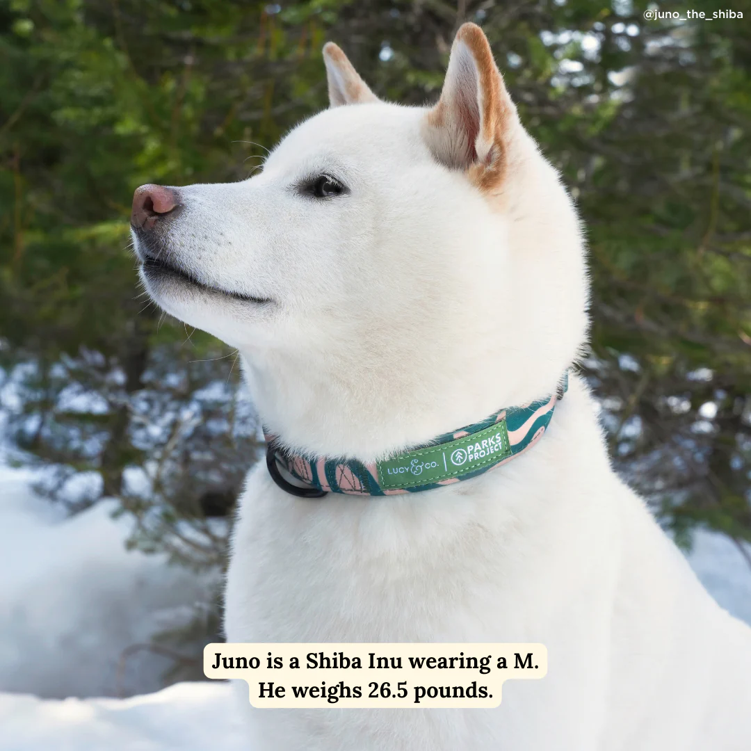 Lucy & Co. x Parks Project Geyser Collar - Image 2