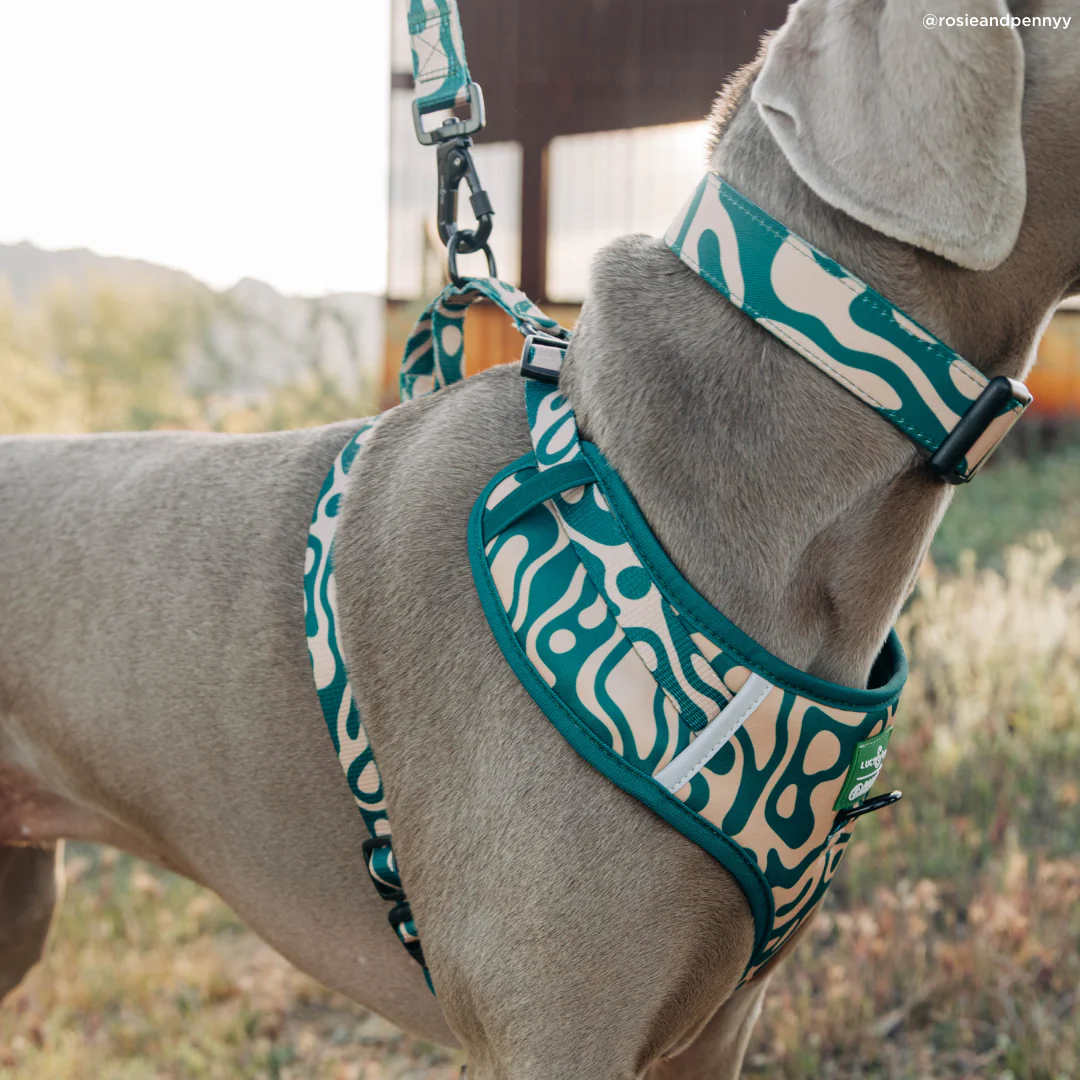 Lucy & Co. x Parks Project Geyser Collar - Image 3
