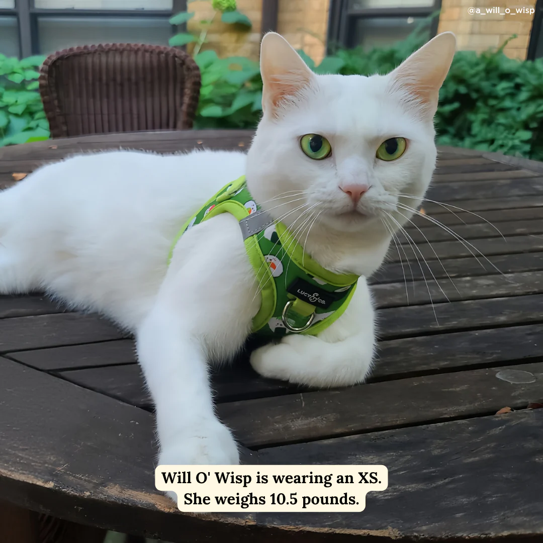 How I Roll Step-in Cat Harness - Image 3