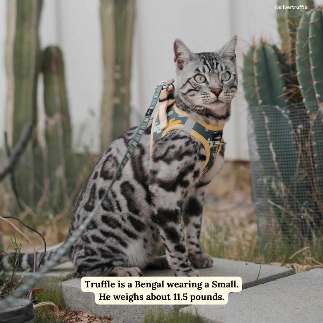 Looking Sharp Step-in Cat Harness - Image 2