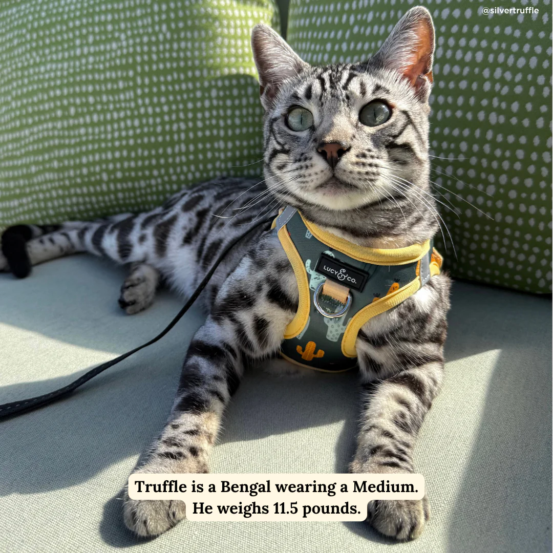 Looking Sharp Step-in Cat Harness - Image 7