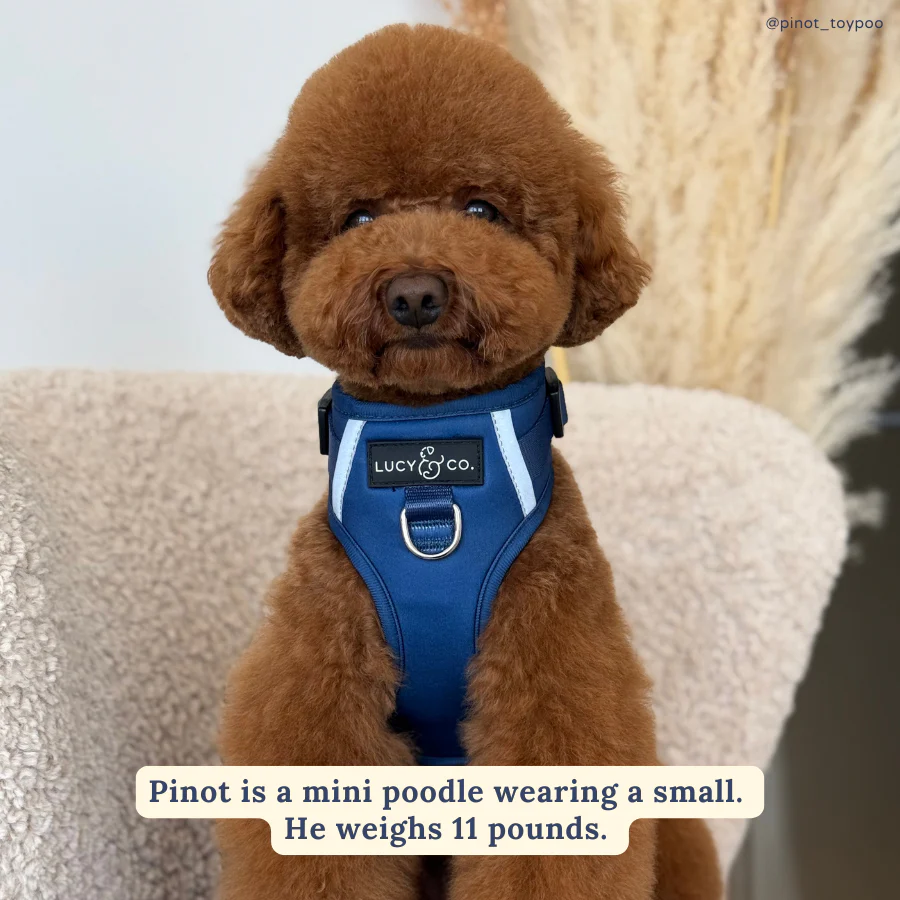 Navy No-Pull Harness - Image 3