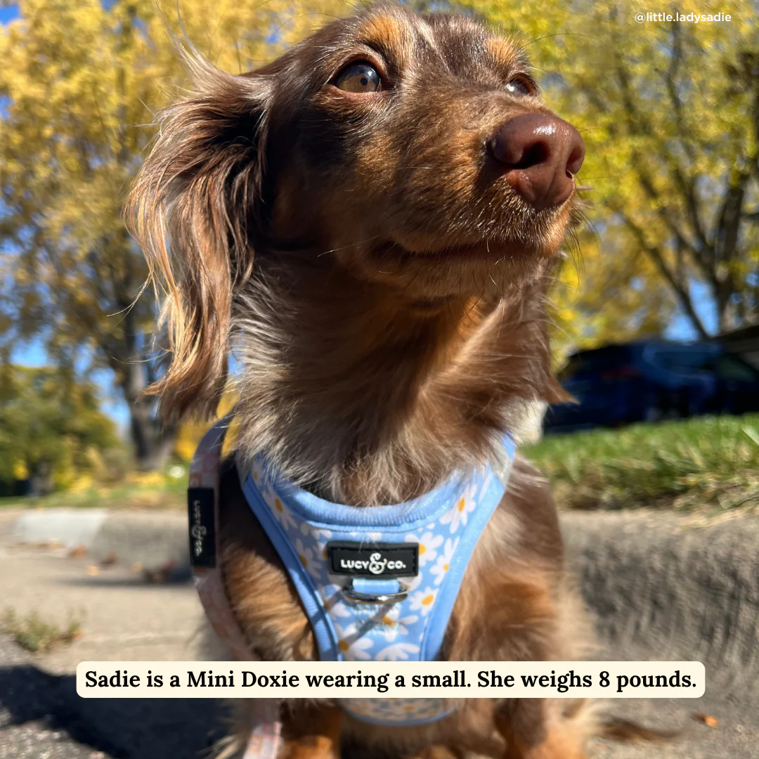 Simply Splendid Step-in Cat Harness - Image 3