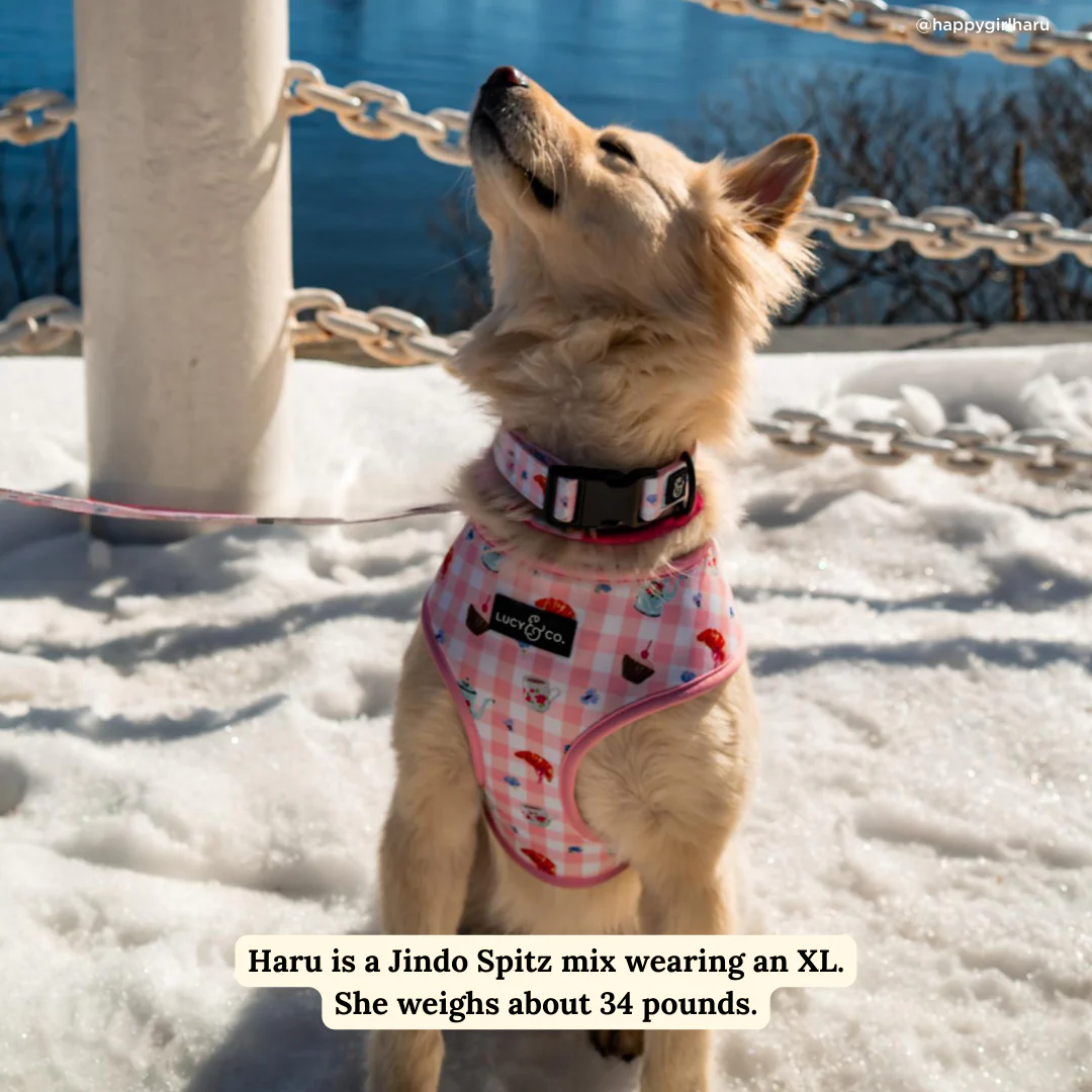 Sipping Slowly Reversible Harness - Image 3