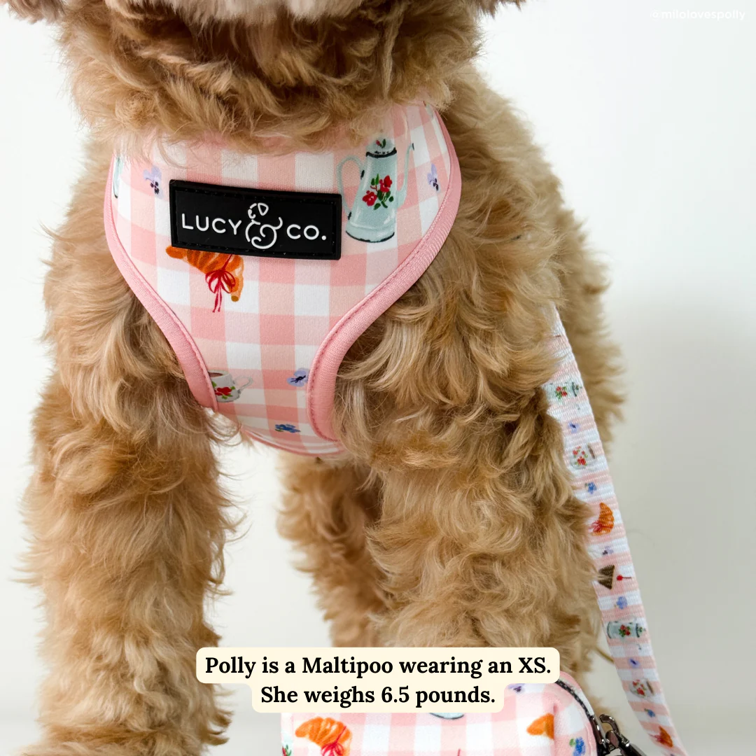 Sipping Slowly Reversible Harness - Image 4