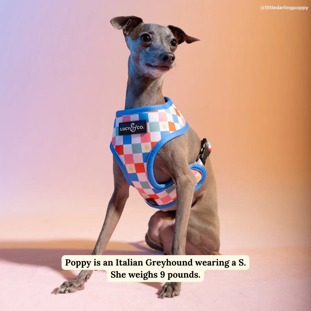 Sundae Kinda Love Reversible Harness - Image 3
