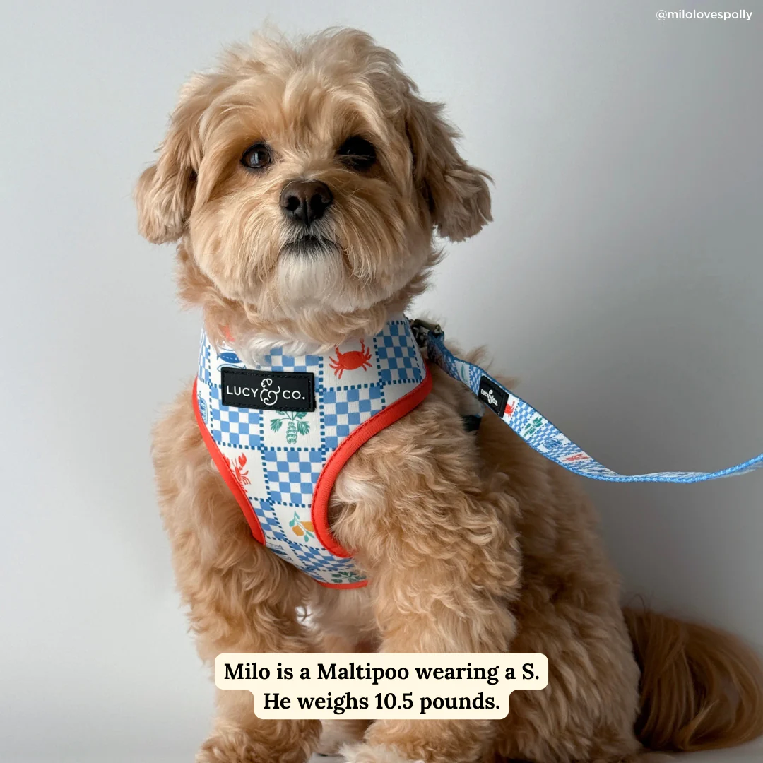 Sunny in Sicily Reversible Harness - Image 3
