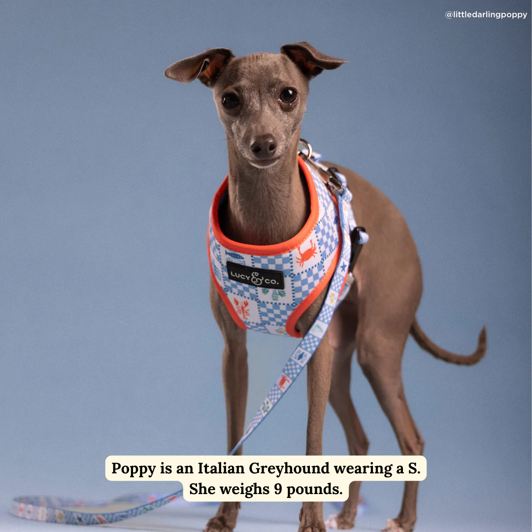 Sunny in Sicily Reversible Harness - Image 4