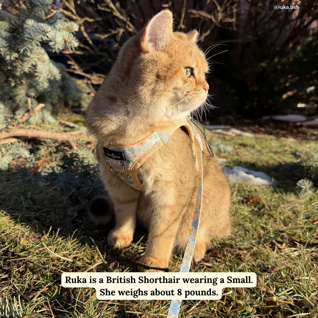 Sunshine and Daffodils Cat Leash - Image 3