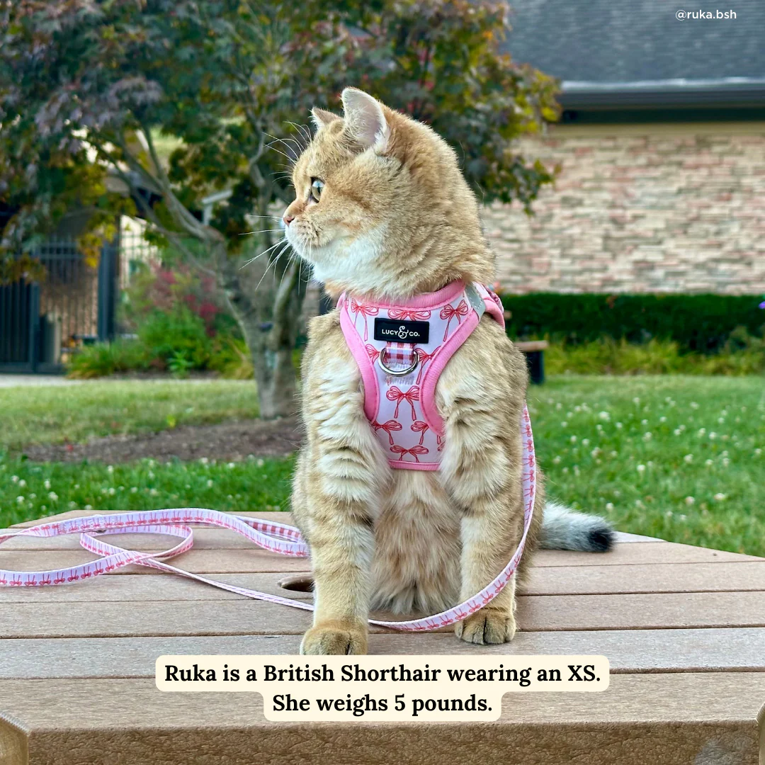 Take a Bow Step-in Cat Harness - Image 3