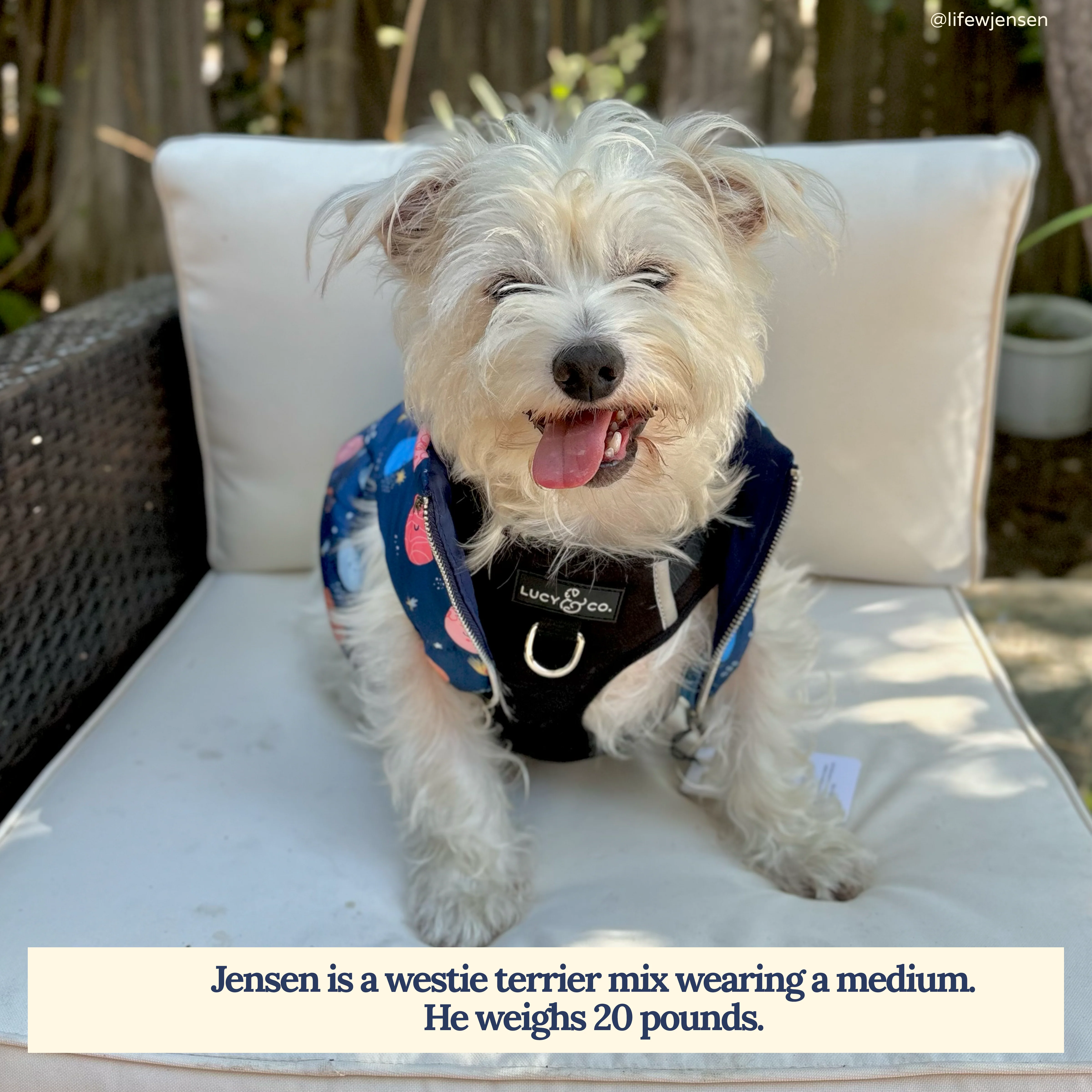 Midnight No-Pull Harness - Image 3