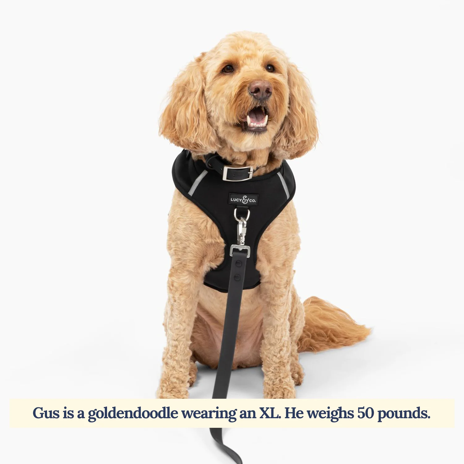 Midnight No-Pull Harness - Image 4