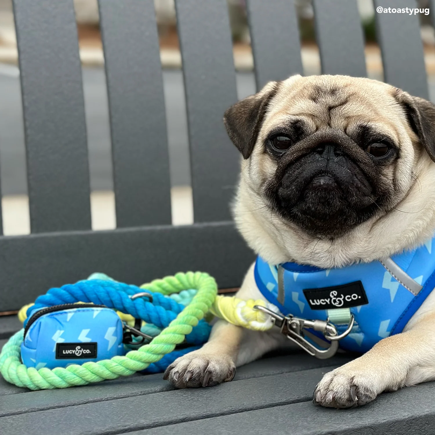 Bolt of Energy Hands-Free Rope Leash - Image 3