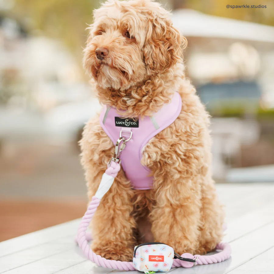 Bouquet Hands-Free Rope Leash - Image 3