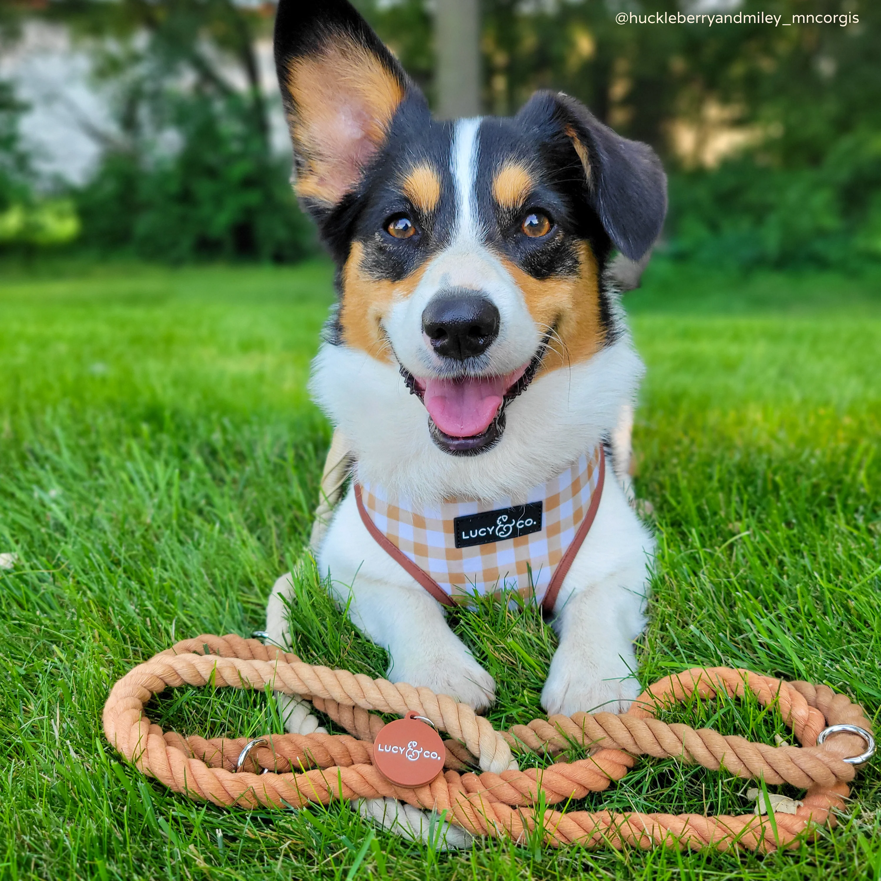 Chocolate Meadows Hands-Free Rope Leash - Image 3
