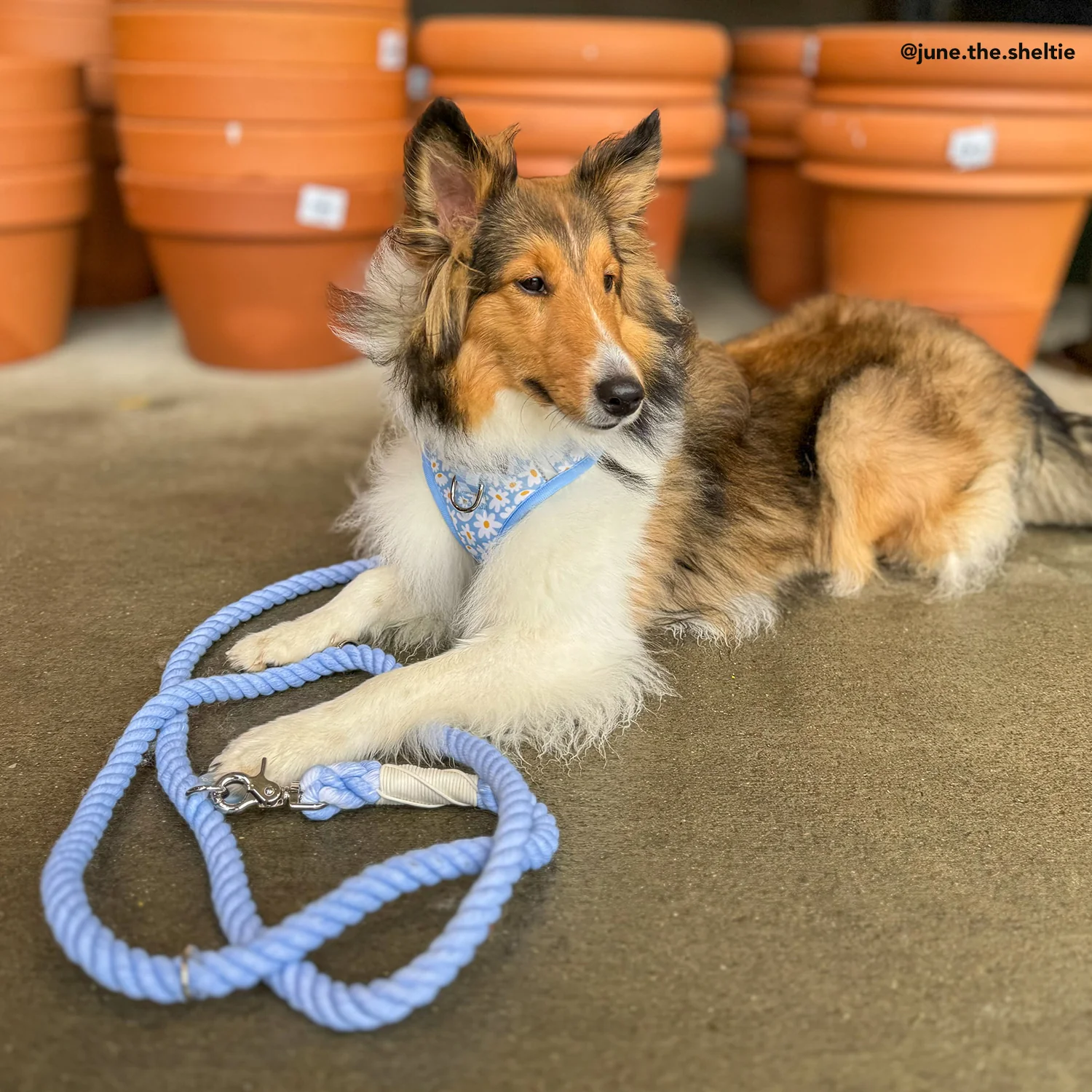 Denim Blue Hands-Free Rope Leash - Image 4