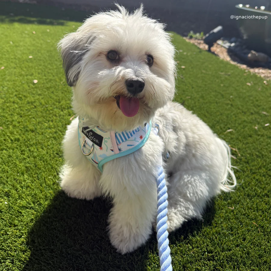 Denim Blue Hands-Free Rope Leash - Image 5