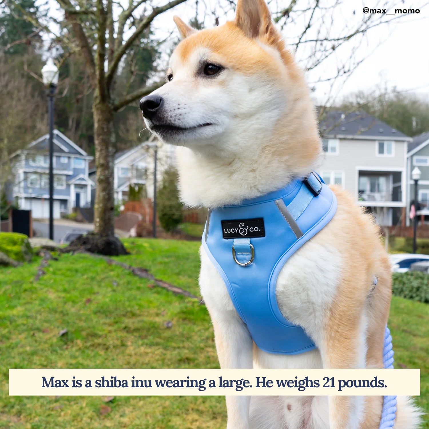 Denim Blue No-Pull Harness - Image 3