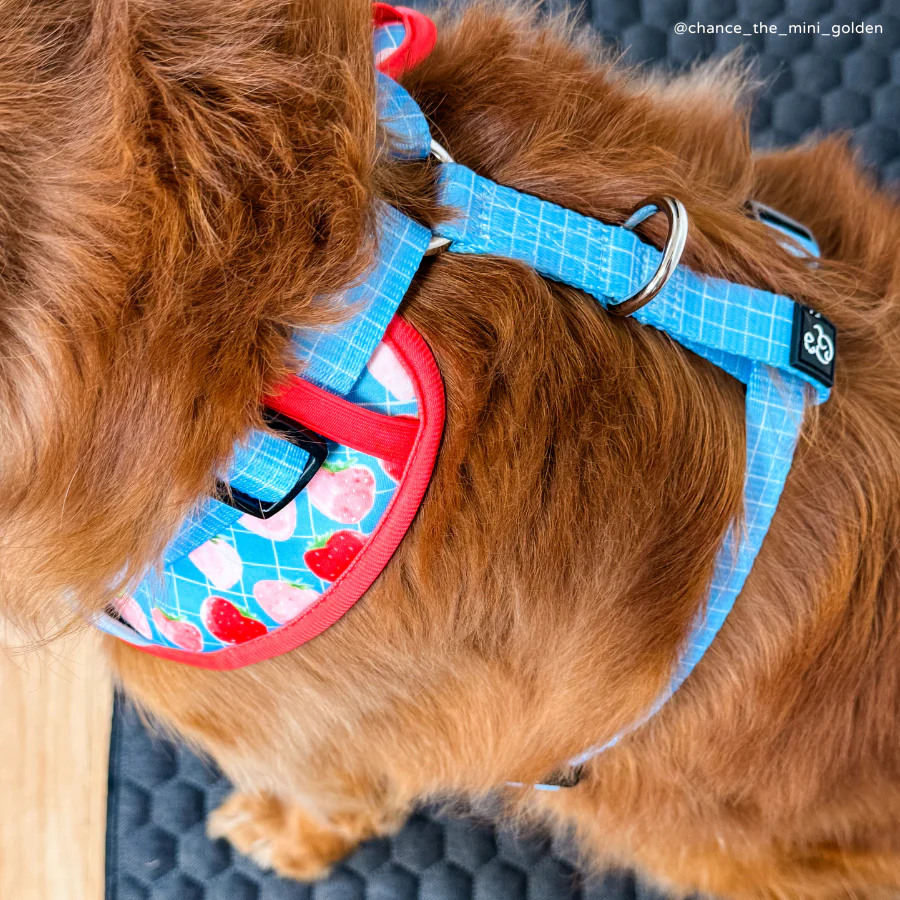 Fresh Berries No-Pull Harness - Image 3
