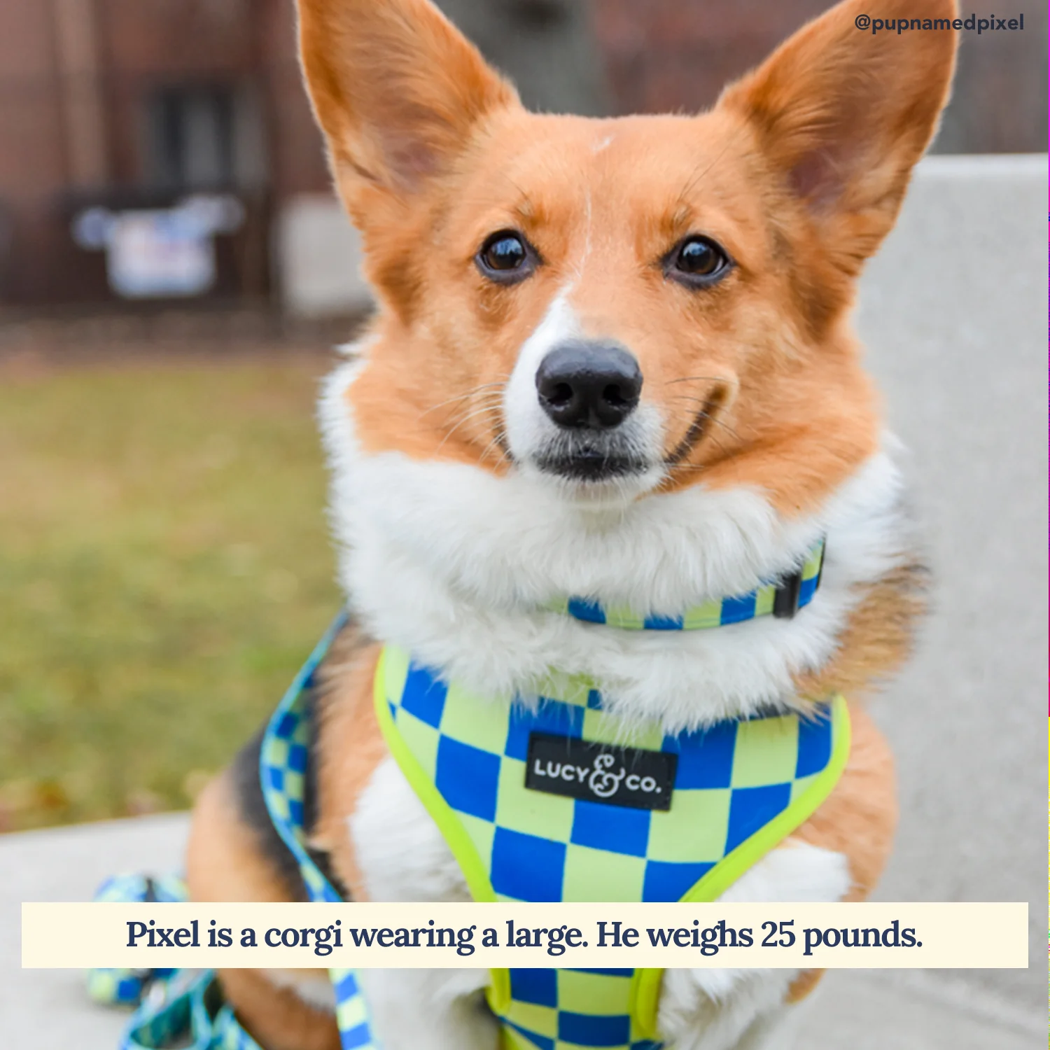 Have a Nice Day Reversible Harness - Image 3